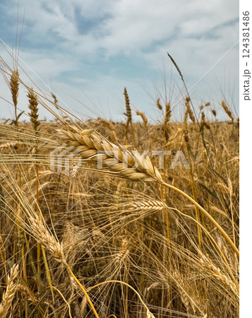 Golden Wheat Field Under a Cloudy Sky with a Single Large Ear of Wheat in the Center Golden Wheat Field Under a Cloudy Sky with a Single Large Ear of Wheat in the Center 124381486