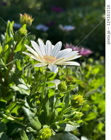 Perennial white daisy Bellis perennis in full bloom nestled in lush green foliage under warm sunlight Perennial white daisy Bellis perennis in full bloom nestled in lush green foliage under warm sunlight 124381516
