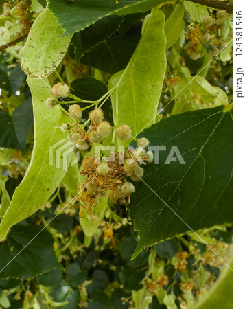 Close-up of linden tree leaves and seed pods 124381546