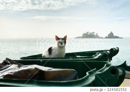 Stray cat sitting on a trash bin by the sea, cloudy sky, Mediterranean Sea, rocky island in the background Stray cat sitting on a trash bin by the sea, cloudy sky, Mediterranean Sea, rocky island in the background 124381552