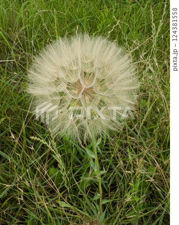 Close-up of a large dandelion seed head in grass Close-up of a large dandelion seed head in grass 124381558