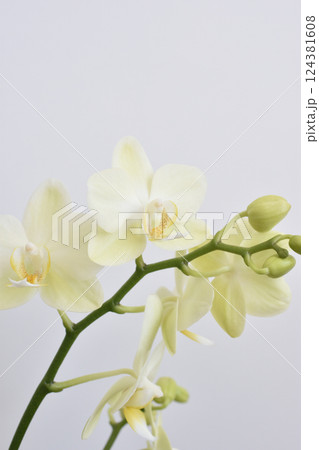 胡蝶蘭 胡蝶蘭 124381608