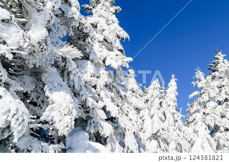 快晴の空と雪景色・樹林 124381821