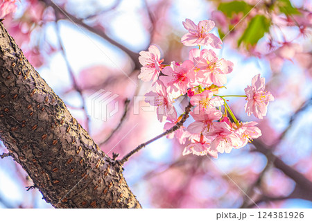 桜咲く 124381926