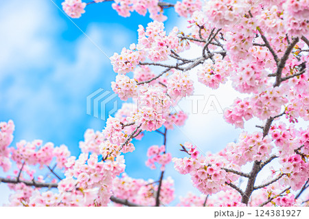 青空に映える河津桜 124381927