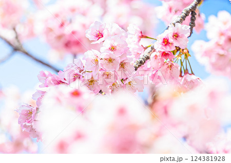 青空に映える河津桜 青空に映える河津桜 124381928