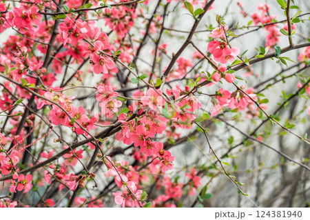Pink blooming quince bush in early spring with vibrant blossoms and fresh green leaves. Concept of rebirth, joy, garden beauty and seasonal inspiration 124381940