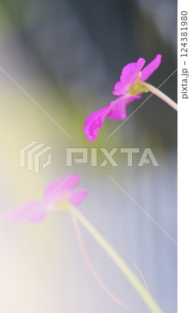 ムシトリスミレの可愛い花が咲いてました 124381980