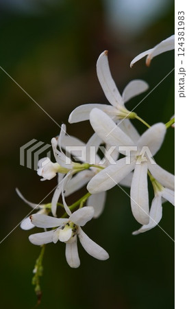 ペアレアアケモサの花が咲いてました 124381983