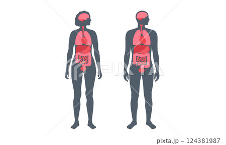 Human internal organs 124381987