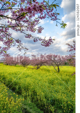 菜の花畑と満開の河津桜 124382007