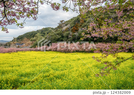 菜の花畑と満開の河津桜 菜の花畑と満開の河津桜 124382009