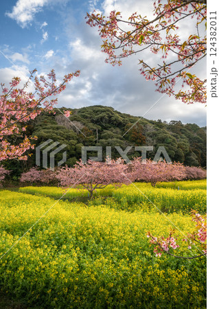 菜の花畑と満開の河津桜 菜の花畑と満開の河津桜 124382011