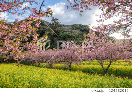 菜の花畑と満開の河津桜 124382013