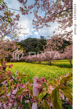 菜の花畑と満開の河津桜 菜の花畑と満開の河津桜 124382014