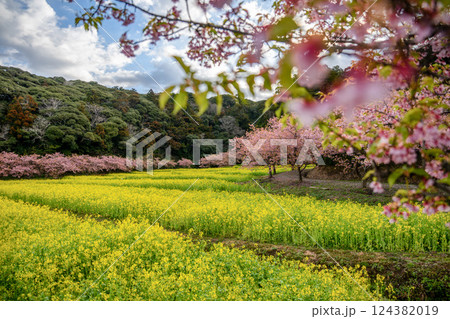 菜の花畑と満開の河津桜 菜の花畑と満開の河津桜 124382019