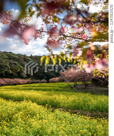 菜の花畑と満開の河津桜 124382020