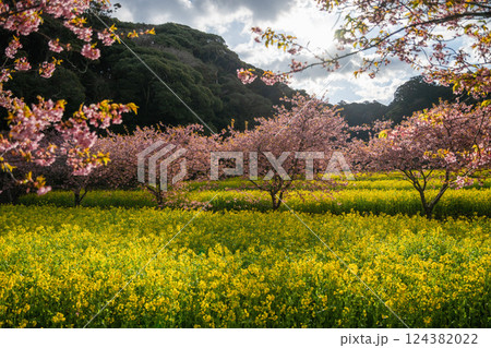 菜の花畑と満開の河津桜 124382022