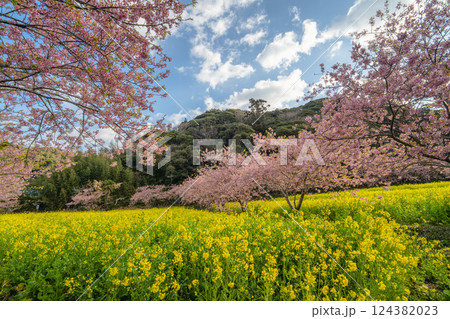 菜の花畑と満開の河津桜 菜の花畑と満開の河津桜 124382023