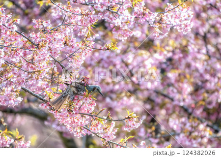 菜の花畑と満開の河津桜 菜の花畑と満開の河津桜 124382026