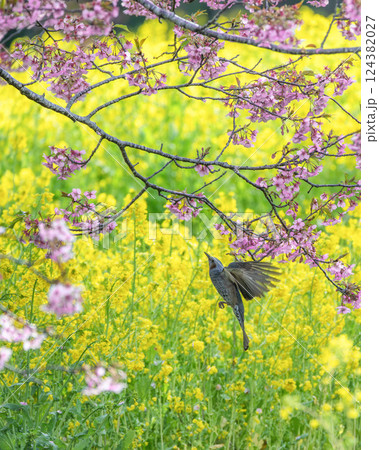 菜の花畑と満開の河津桜 菜の花畑と満開の河津桜 124382027