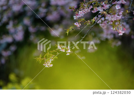 菜の花畑と満開の河津桜 124382030