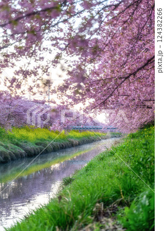 春の小川を彩る満開の菜の花と河津桜 124382266