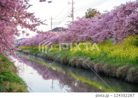 春の小川を彩る満開の菜の花と河津桜 春の小川を彩る満開の菜の花と河津桜 124382267