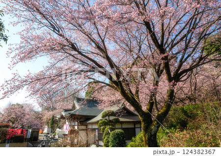 埼玉県 密蔵院の桜風景 埼玉県 密蔵院の桜風景 124382367