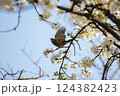 「桜とヒヨドリの春模様」飛び立つ鳥と桜 124382423