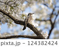 「桜とヒヨドリの春模様」桜の木陰でひと休み 124382424