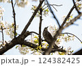 「桜とヒヨドリの春模様」春を見つめて 124382425