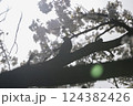 「桜とヒヨドリの春模様」逆光の鳥と桜 124382426