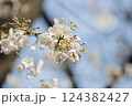 クローズアップの桜の花 124382427