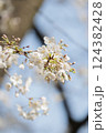 クローズアップの桜の花 124382428