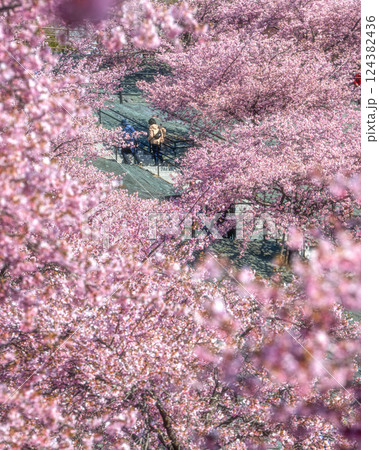 福島県いわき市 21世紀の森公園の満開の河津桜 124382436