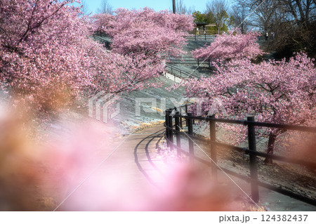 福島県いわき市 21世紀の森公園の満開の河津桜 124382437