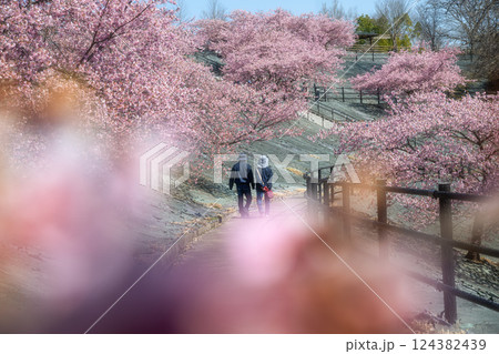 福島県いわき市 21世紀の森公園の満開の河津桜 124382439
