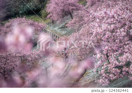 福島県いわき市 21世紀の森公園の満開の河津桜 124382441