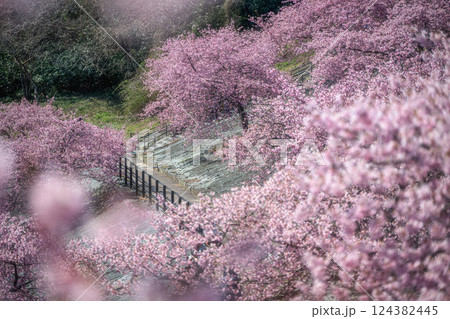福島県いわき市 21世紀の森公園の満開の河津桜 福島県いわき市 21世紀の森公園の満開の河津桜 124382445