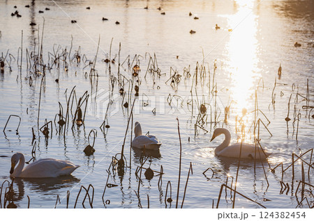 新潟 長嶺大池の白鳥(柏崎市) 新潟 長嶺大池の白鳥(柏崎市) 124382454