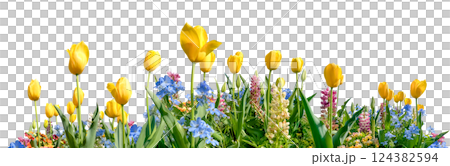 黃色鬱金香和小花剪貼畫（透明背景） 124382594