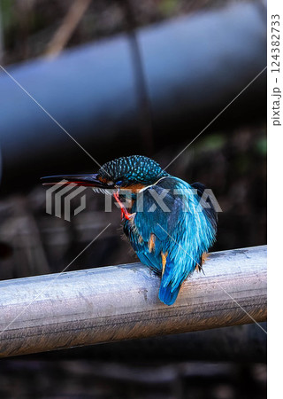 水辺のカワセミ 124382733