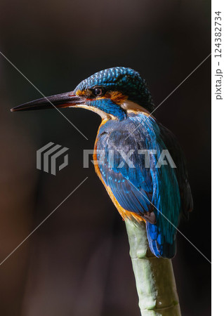 カワセミ 124382734
