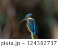 カワセミ 124382737