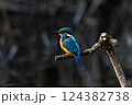 枝に留まるカワセミ 124382738