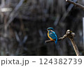 カワセミ 124382739