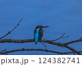 川辺のカワセミ 124382741
