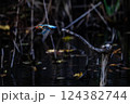 水辺のカワセミ 124382744