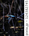 水辺のカワセミ 124382745